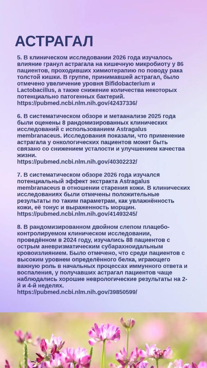 Астрагал (ASTRAGALUS)