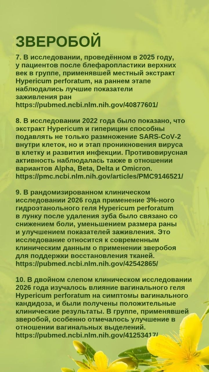 Зверобой
