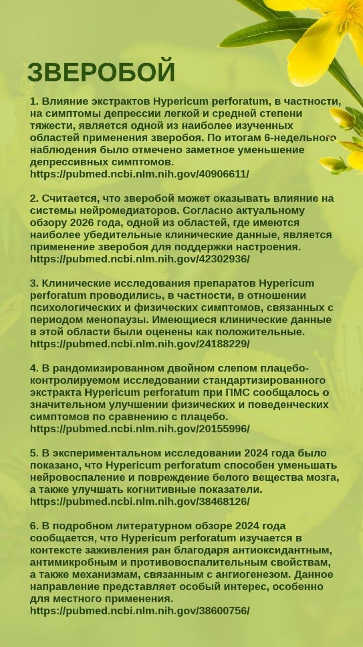 Зверобой