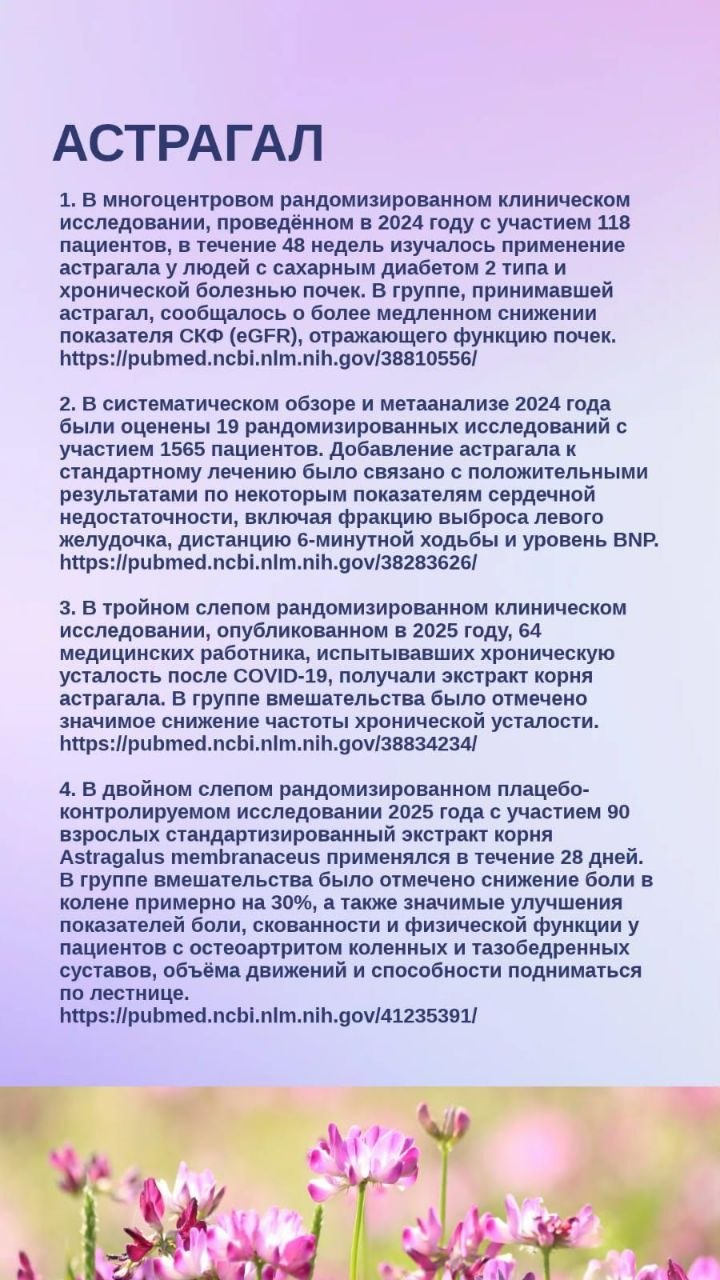 Астрагал (ASTRAGALUS)