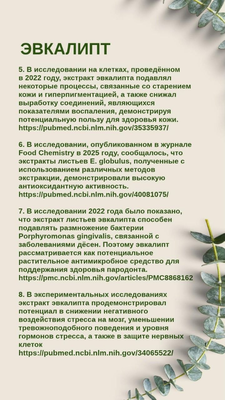 Эвкалипт капсулы